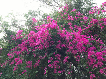 ����(�ɷ�)���޹�˾����