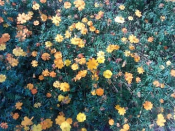 ����(�ɷ�)���޹�˾����