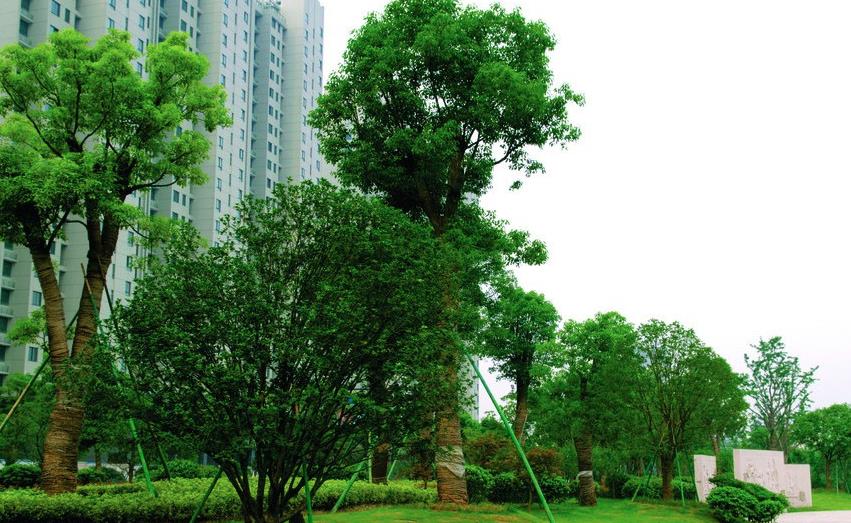 ʲô��԰���̻�����������������԰���̻��Ŀ�����ʲô����������������